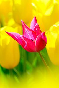 Rosafarbene Tulpe in einem Feld mit gelben Tulpen im Frühling