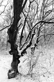 Tree trunk in the snow by Studio17