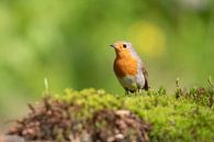 Rotkelchen, Robin, Vogel, Bird von Marjolein van der Mey Miniaturansicht