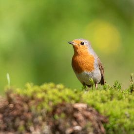 Rotkelchen, Robin, Vogel, Bird von Marjolein van der Mey