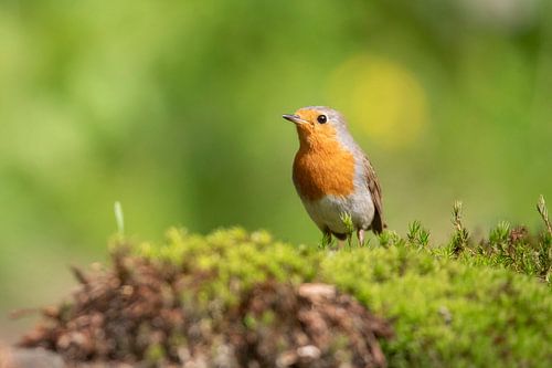 Rotkelchen, Robin, Vogel, Bird
