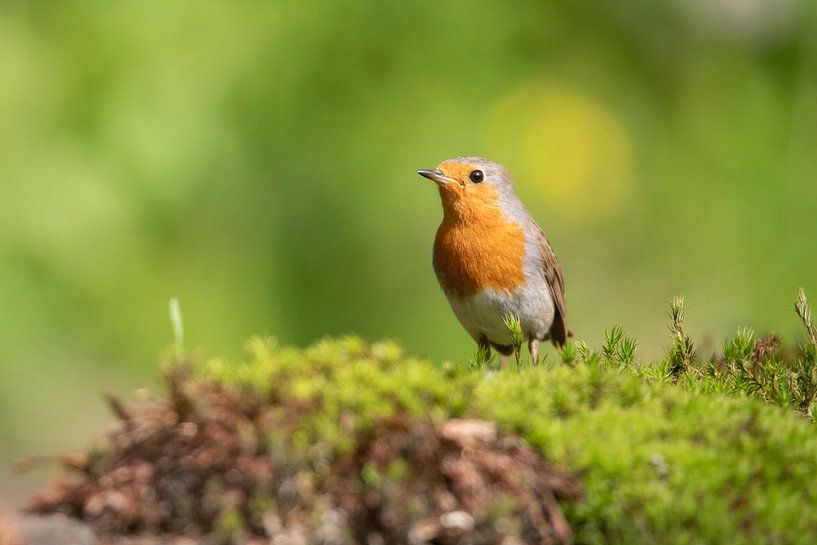 Rotkelchen, Robin, Vogel, Bird von Marjolein van der Mey