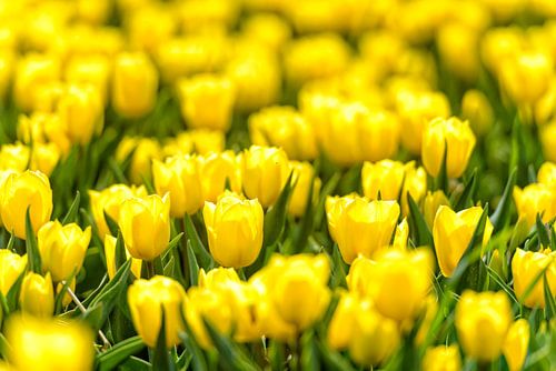 Gele tulpen in bloei tijdens de lente.