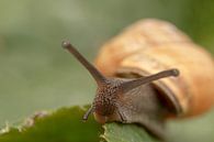 Garden snail on leaf by Tanja van Beuningen thumbnail