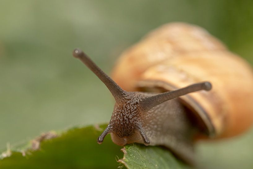 Garden snail on leaf by Tanja van Beuningen