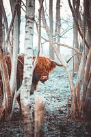Highlander écossais