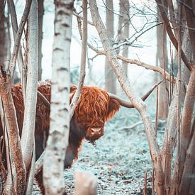 Scottish Highlander by Steven Luchtmeijer