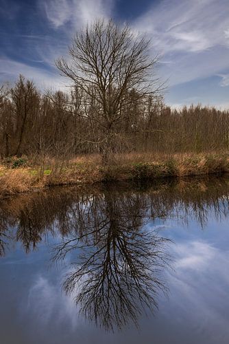 Boom en zijn reflectie in water