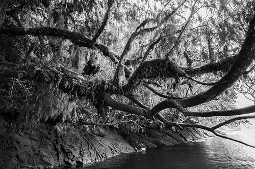 Betoverd bos in Zwart-Wit: Tijdloze mystiek
