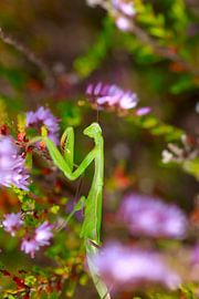 Gotesanbeterin von Thomas Jäger