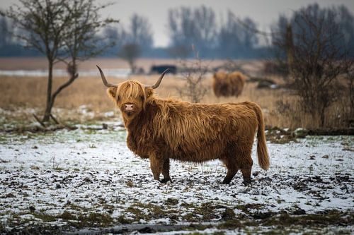 Scottish Highlander winter
