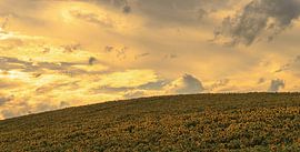 Zonnebloemen Frankrijk von Renso Profijt