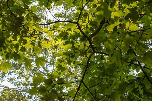Feuillage vert sous un soleil éclatant