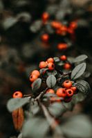 Berries in the forest