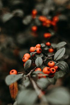 Les baies dans la forêt
