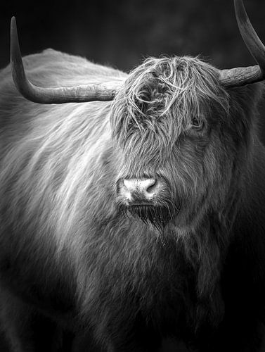 Highlander écossais