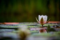 Nénuphar