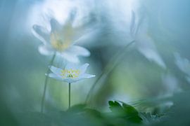 Het bosanemoontje, een betoverde lentebloem