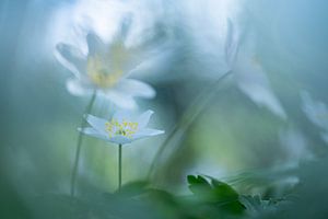 The wood anemone, an enchanted spring flower