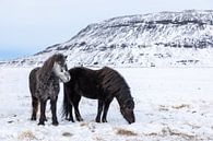 IJslands paard van Tilo Grellmann thumbnail