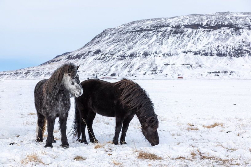 IJslands paard van Tilo Grellmann