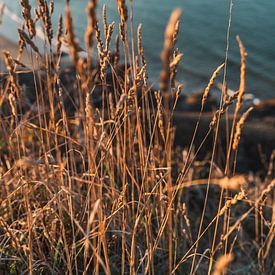 Halmes d'herbe avec la mer en arrière-plan, Normandie, France sur Martijn Joosse