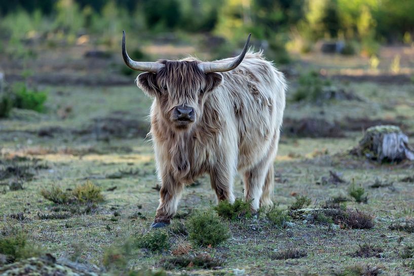 highlander van gea strucks