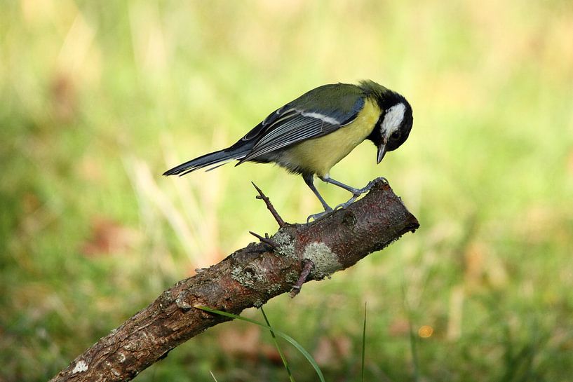 Koolmees op tak von Arnold van der Horst