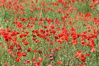 Feld mit Mohn von Rini Kools Miniaturansicht