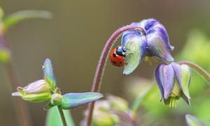 Coccinelle sur Akelei sur Ilya Korzelius