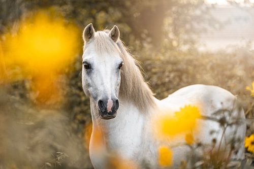 Paard De Witte Welsh Pony Schattig