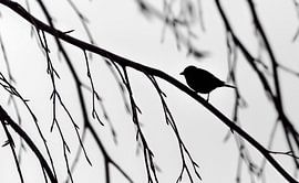 Koolmees abstract zwart/wit von Martijn van Dellen