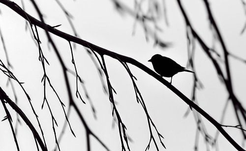 Koolmees abstract zwart/wit