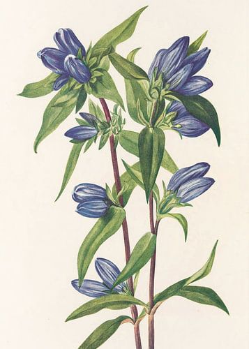 Bottle Gentian From North American Wildflowers (1925) By Mary Vaux Walcott