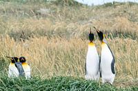 Königspinguine im Gras
