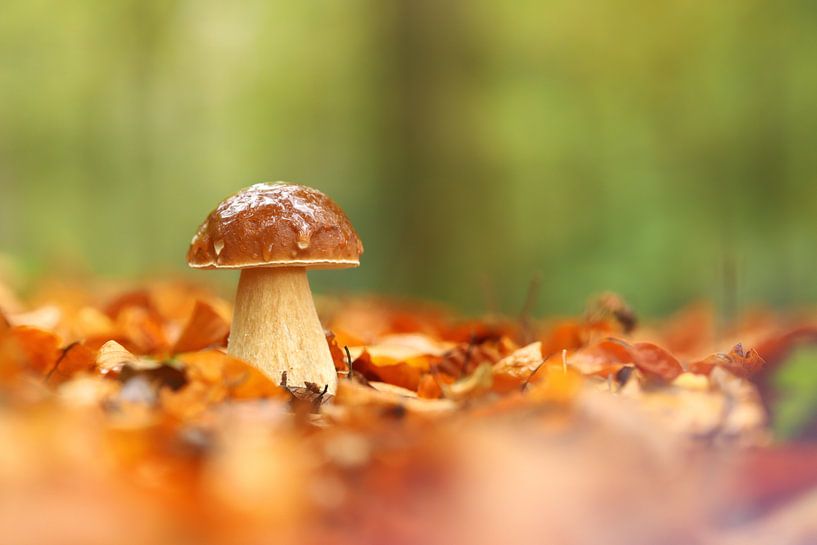 Paddenstoel tussen bladeren by Erik Veltink fotografie