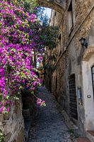 Steeg met paarse Bougainville in Bussana Vecchia