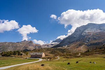 Zwitserls landschap met bergkoeien van Dafne Vos