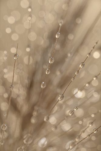 Druppels! (Aan grasaren in grijs - bruin tinten)