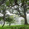 Fanal Forest,  Madeira, Portugal van Discover Dutch Nature