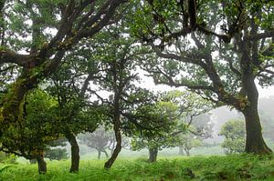 Fanal-Wald, Madeira, Portugal