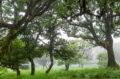 Fanal Forest,  Madeira, Portugal