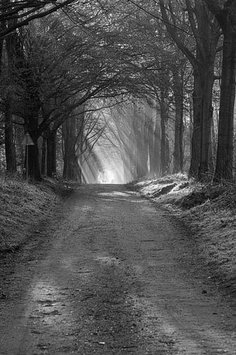 rayons du soleil noir et blanc