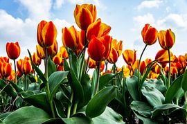 SONY DSC by Art Through the Lens