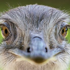 Portrait of an ostrich (Struthio camelus) by Remco Donners