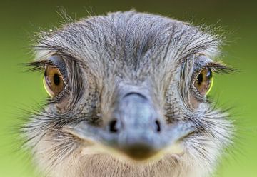 Porträt eines Straußes (Struthio camelus) von Remco Donners