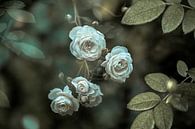 bloemen part 418 van Tania Perneel thumbnail