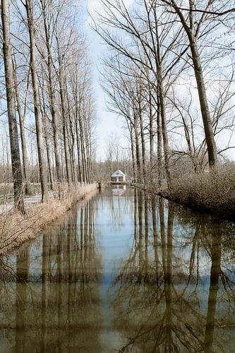 Spiel der Reflexion in Puyenbroek - Bäume und Wasser