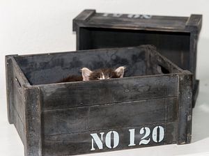 Kitten serie I
