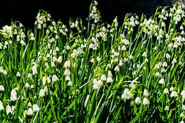 Snowdrops in the Shakespeare garden by Joost Potma